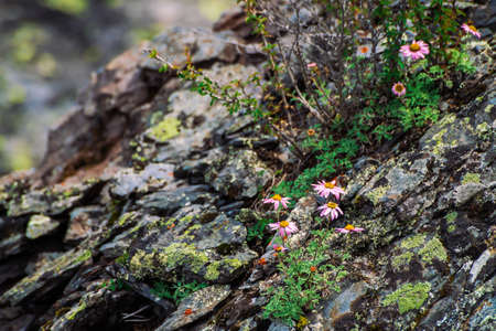 Aster Alpinus grows on rocks among stones. Amazing pink flowers with yellow center. Alpine Asters on cliff close up. Vegetation of highlands. Beautiful mountain flora with copy space. Wonderful plantsの写真素材
