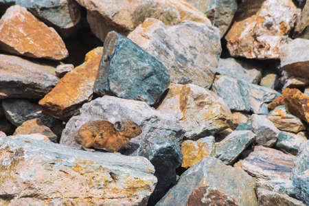 Pika rodent on stones in highlands. Small curious animal on colorful rocky hill. Little fluffy cute mammal on picturesque boulders in mountains. Small mouse with big ears. Little nimble pika.の写真素材