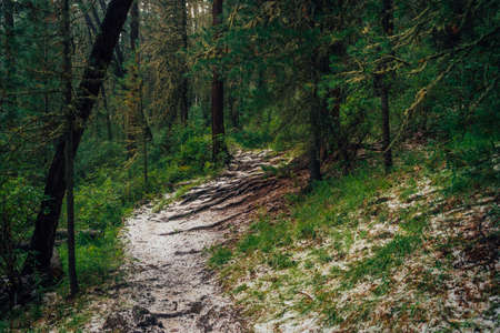 Hailstone on trail in dark coniferous forest. Atmospheric woodland landscape with rich forest flora....