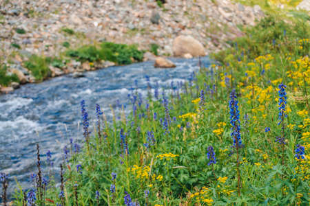 Group of beautiful blooming purple flowers of larkspur near mountain creek close-up. Rich vegetation of highland. Yellow flowers. Colorful natural background with motley grasses in bright sunlight.の写真素材