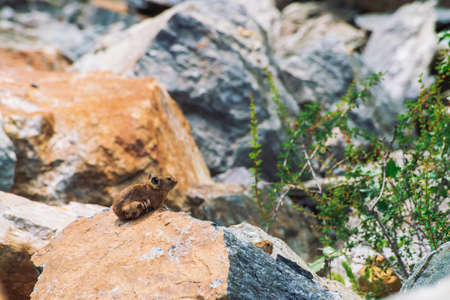 Pika rodent on stones in highlands. Small curious animal on colorful rocky hill. Little fluffy cute...