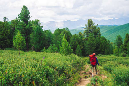 Girl with red large backpack go on footpath across green meadow to coniferous forest. Hiking in mountains. Traveler near conifer trees on summit. Mountain peaks away. Majestic nature of highlands.の写真素材