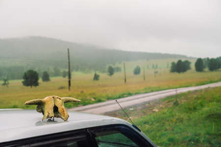 Natural skull of cow close-up on silver car roof on background of grass and trees in mountainous terrain in overcast weather. Old grunge horned cranium of dead animal on auto on nature in mist.の写真素材