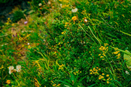 Dandelions among rich vegetation. Small beautiful yellow flowers among motley grasses close-up. Natural background with blowball in greenery. Highland flora. Amazing plants. Bupleurum aureum.の写真素材