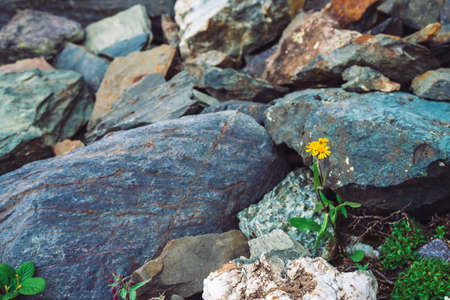 Multicolored boulder stream. Loose rock close up. Yellow flower among randomly stones. Amazing detailed background of highlands boulders with mosses and lichens. Natural texture of mountain terrain.の写真素材