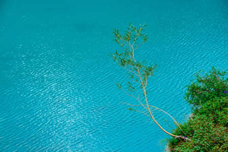 Alone tree grow on lakeside above azure mountain lake. Textured background of clean shiny water surface in sunny day with copy space. Rich vegetation in highlands.の写真素材