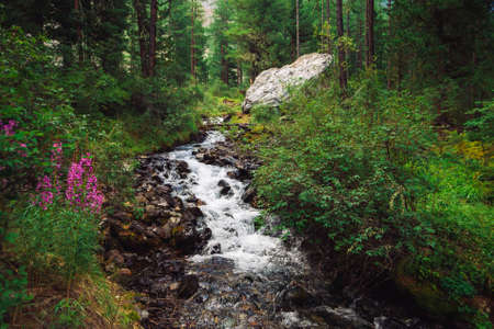 Wonderful fast water stream in wild mountain creek. Amazing scenic green forest landscape. Pink flowers, rich vegetation and big stone near brook. Atmospheric scenery of highlands. Beautiful nature.の写真素材