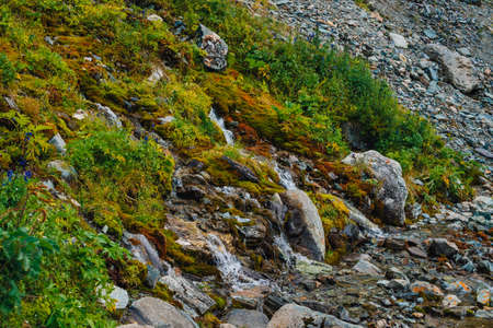 Rich flora of highlands. Red and green mosses, colorful plants, lichens, small waterfall from rock. Spring water on mountainside. Amazing natural background with beautiful vegetation of mountains.の写真素材