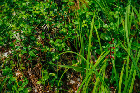 Hailstones on ground among rich vegetation in macro. Big hailing on plants close-up. Natural...