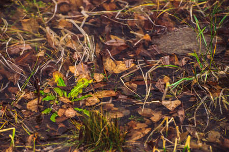 Plants on bottom of mountain lake with clean water. Ripples and reflections on smooth water surface in sunny day. Minimalist background with underwater rich vegetation. Flora of highlands. Copy space.の写真素材