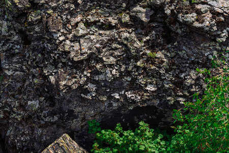 Vivid green leaves on background of mossy rough rock. Detailed texture of mountain stone surface with mosses and lichens close up. Rich vegetation of highlands. Mountainous flora. Amazing cliff.の写真素材