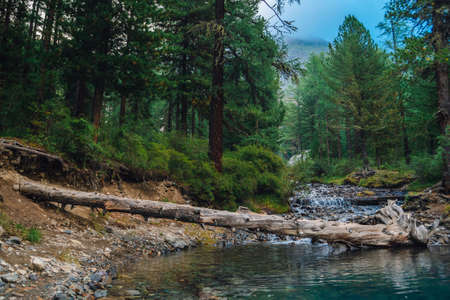 Mountain creek flows into lake in early morning in forest. Rich flora of mountains. Fallen tree trunk in pure water. Atmospheric beautiful landscape. Amazing scenic nature. Wonderful highland scenery.の写真素材
