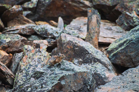 Pika rodent on stones in highlands. Small curious animal on colorful rocky hill. Little fluffy cute...