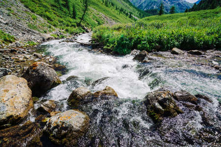 Fast water stream of mountain creek among boulders in bright sunlight in valley. Vivid grass, purple...