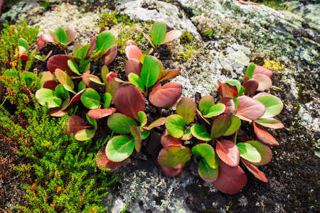 Green and red leaves of bergenia crassifolia close up. Amazing plant grows on rock with copy space. Rich vegetation of highlands. Mountain flora. Detailed natural background. Wonderful nature.の写真素材