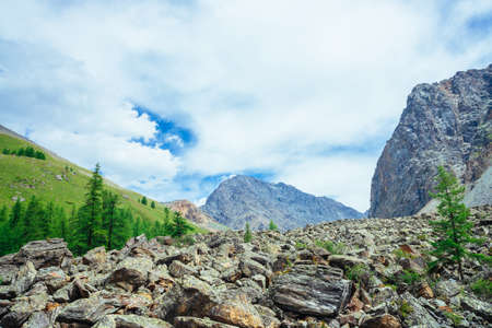 Coniferous trees in highlands. Larch trees on stony hill. Wonderful giant rocky mountains. Mountain range. Huge rocks. Mountain flora. Conifer forest. Amazing vivid green landscape of majestic nature.の写真素材