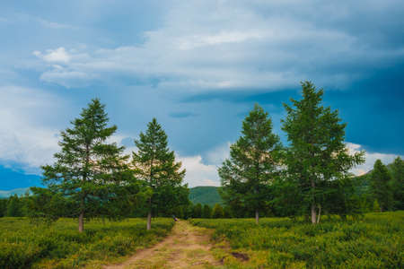 Amazing landscape with footpath near coniferous trees in highland. Beautiful firs on hill. Distant giant forest mountains under cloudy sky. Mountain scenery. Wonderful scenic green mountainscape.の写真素材