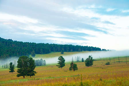 Old cedars. Foggy mountain landscape with coniferous trees in grassland. Small pink flowers in grass. White stripe of thick fog crosses field. Wooden poles with wires above terrain.の写真素材