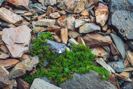 Multicolored boulder stream. Loose rock close up. Plants among randomly scattered stones. Amazing detailed background of highlands boulders with rich vegetation. Natural texture of mountain terrain.の写真素材