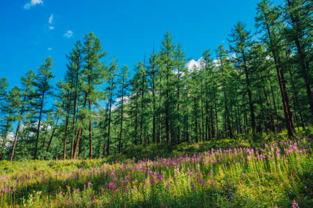 Group of pink flowers of fireweed on background of conifer forest edge in sunny day. Wonderful landscape with beautiful small flowers of epilobium near high larches. Coniferous trees in sunlight.の写真素材