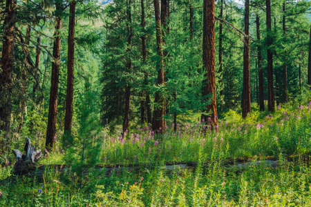 Group of pink flowers of fireweed on background of conifer forest edge in sunny day. Wonderful landscape with beautiful small flowers of epilobium near high larches. Coniferous trees in sunlight.の写真素材