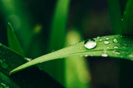 Beautiful vivid shiny green grass with dew drops close-up with copy space. Pure, pleasant, nice greenery with rain drops in sunlight in macro. Background from green textured plants in rain weather.の写真素材