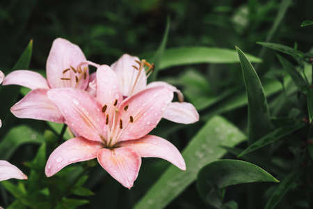 Beautiful flowering pink lily in macro. Amazing picturesque wet blooming flower close-up. Raindrops on colorful plant. Wonderful european perfume flower with dew drops. Droplets on pink petals.の写真素材