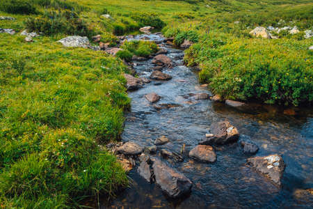Spring water stream in green valley in sunny day. Rich highland flora. Amazing mountainous...