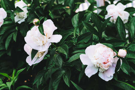 Amazing cream peonies. Wet blooming lush flowers and young buds with long green leaves close-up. Two...
