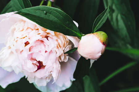 Amazing cream peony with drops. Wet blooming flower and young bud with long green leaves close-up. Insect on flower with copy space. Small black ant creep on unblown bud in macro. Beautiful peonies.の写真素材