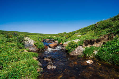 Bushes of Kuril tea grows near mountain creek in green valley. Rich vegetation among boulders near brook. Healing plant in highland under blue sky. Medicinal yellow flowers. Vivid landscape.の写真素材