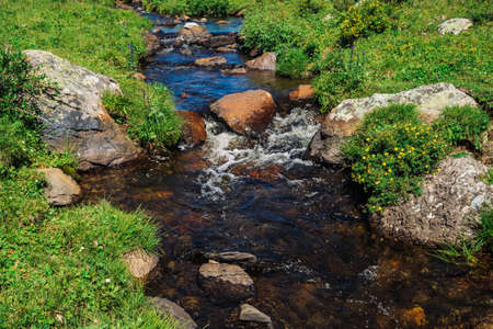Bushes of Kuril tea grows near mountain creek in green valley. Rich vegetation among boulders near brook. Healing plant in highland. Medicinal yellow flowers. Vivid landscape.の写真素材
