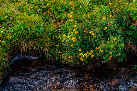 Bush with blooming yellow flowers of silverweed near spring water close-up. Medical plants grow near mountain creek. Healing plant near spring stream. Brook with medicinal rich vegetation of highlandの写真素材