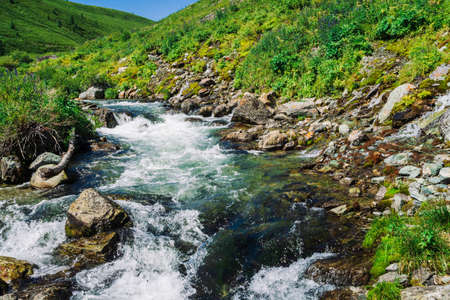 Fast water stream of mountain creek among boulders in bright sunlight in valley. Vivid green grass, purple flowers, rich vegetation in highlands. Amazing colorful landscape of majestic Altai nature.の写真素材