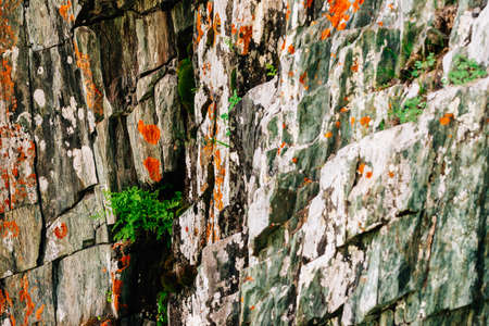 Mossy orange rocky layered surface of mountain with rich vegetations of highlands. Plants, mosses...
