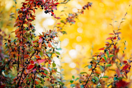 Bearberry shrub with autumn leaves in sunset close-up. Fall multicolor leaves of green red colors....