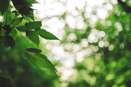 Vivid leaves of trees on bokeh background. Rich greenery in sunlight with copy space. Lush foliage close-up in sunny day. Natural green backdrop of scenic nature in backlight. Abstract texture.の写真素材
