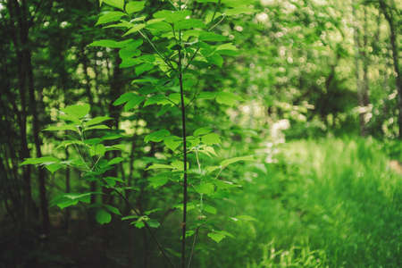 Vivid leaves of trees on bokeh background. Rich greenery in sunlight with copy space. Lush foliage close-up in sunny day. Natural green backdrop of scenic nature in backlight. Abstract texture.の写真素材