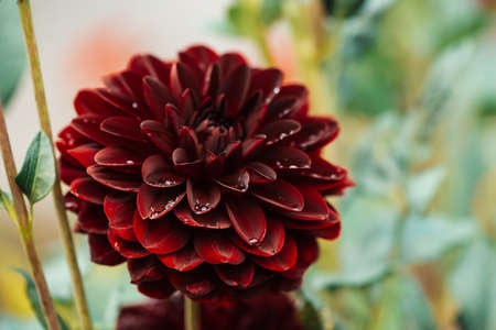 Beautiful burgundy dahlia close-up. Wonderful blooming maroon flower in macro on natural grass backdrop. Amazing blossoming dark red dahlia on green background.の写真素材