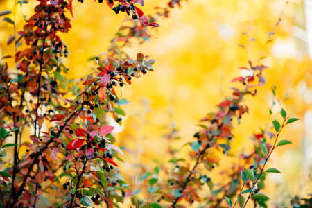 Bearberry shrub with autumn leaves in sunset close-up. Fall multicolor leaves of green red colors....