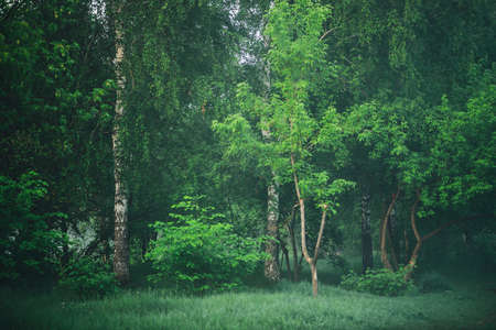 Atmospheric foggy landscape with beautiful lush green foliage. Mist among trees in woodland in early...