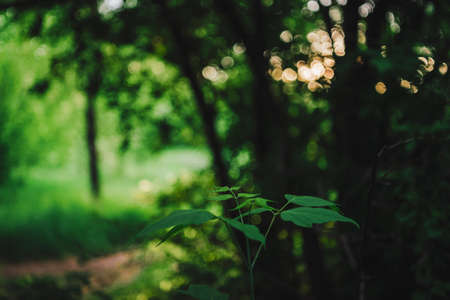 Vivid leaves of trees on bokeh background. Rich greenery in sunlight with copy space. Lush foliage close-up in sunny day. Natural green backdrop of scenic nature in backlight. Abstract texture.の写真素材
