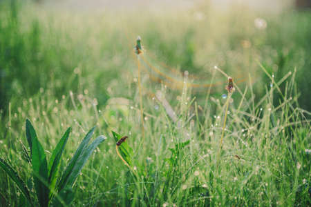Vivid green grass with droplets on bokeh background. Weed with dew close-up. Scenic natural backdrop...