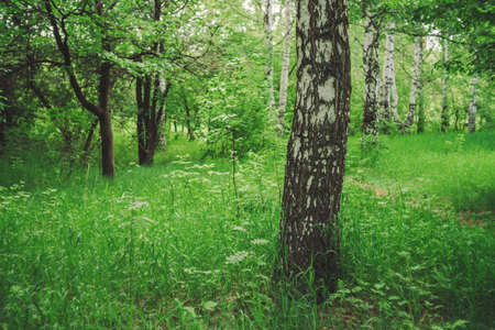 Birch tree grow on beautiful meadow among rich vegetation. Birch trunk close-up. Scenic landscape...
