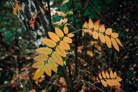 Wild rowan branch near birch in autumn forest on rich flora background. Fall orange leaves close-up. Autumn woodland backdrop with colorful vegetation. Rowan fall yellow leaves in woods.の写真素材