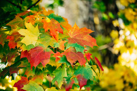 Autumn maple leaves close-up. Colorful maple tree on sunny bokeh background. Amazing variegated foliage in sunlight. Picturesque fall backdrop. Red yellow orange green leaves. Leafage tree in autumn.の写真素材