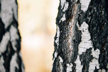 Two birches trunks in sunlight close-up. White nature background. Birches in sunset. Trees in sunrise. Textured backdrop. Detailed natural texture of birch trees stem. Abstract background. Sunny day.の写真素材