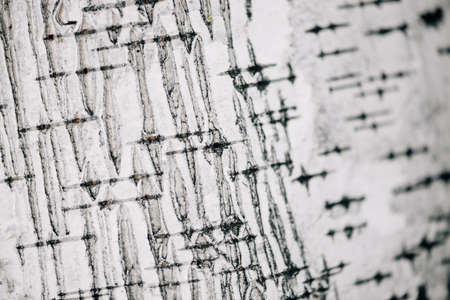 White nature background of birch bark close-up. Plane of birch trunk surface. Tree textured backdrop. Detailed natural texture of birch tree stem. Abstract mock-up. Background with copy space.の写真素材
