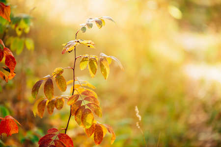 Branch of dog rose in sunset. Scenic autumn rich flora in golden hour. Colorful briar leaves in sunrise on multicolor bokeh plants nature background in sunlight. Sunny fall natural backdrop.の写真素材