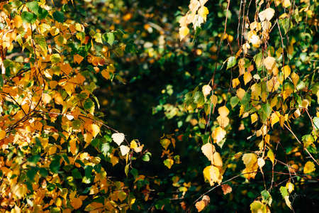 Autumn leaves of birch tree close-up. Fall natural background of yellow orange green foliage. Scenic nature backdrop of birch. Multicolor autumn leafage tree. Colorful variegated foliage in sunlight.の写真素材